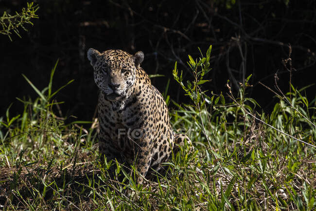 Brazil, Mato Grosso, Jaguar (panthera onca) sitting in bushes — Stock Photo