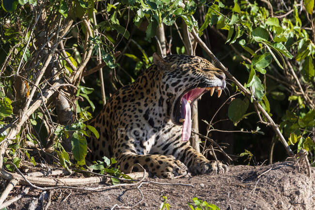 Brasile, Mato Grosso, Jaguar (panthera onca) ruggente tra i cespugli — Foto stock