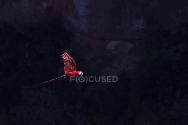 Brasile, Mato Grosso Do Sul, Jardim, Scarlet macaw (Ara Macao) in volo — Foto stock