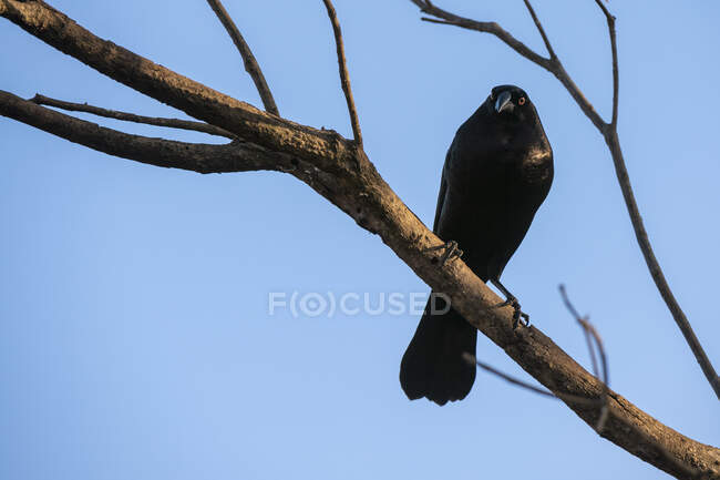 Brazil, Mato Grosso Do Sul, Crow perching on branch — Stock Photo