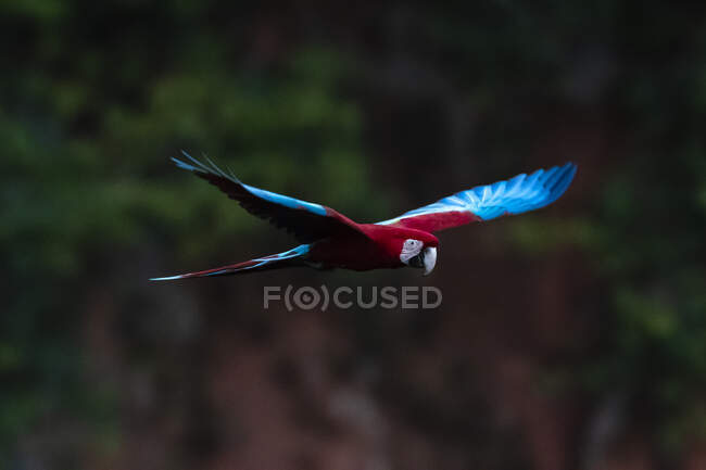 Brazil, Mato Grosso Do Sul, Jardim, Scarlet macaw (Ara Macao) in flight — стокове фото