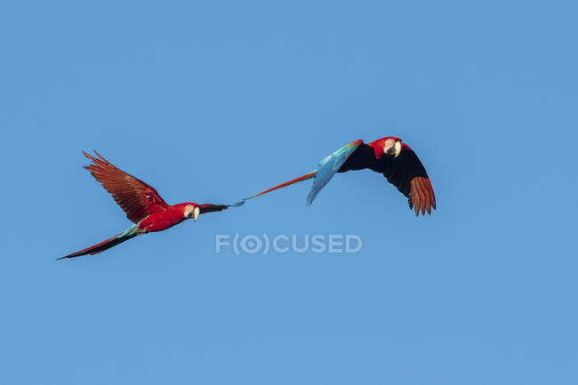 Brasilien, Mato Grosso Do Sul, Jardim, Scharlachrote Aras (Ara Macao) fliegen — Stockfoto