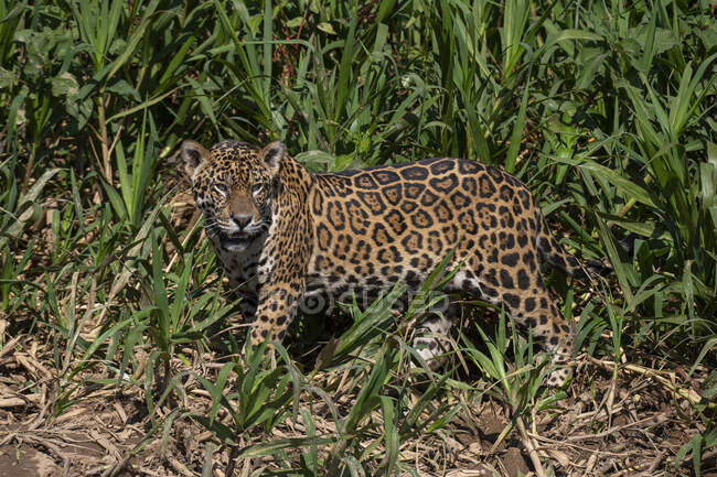 Brasile, Mato Grosso, Jaguar (panthera onca) in piedi tra i cespugli — Foto stock