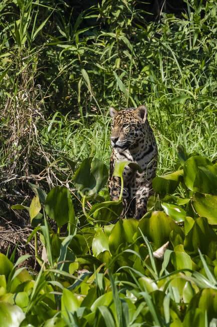 Brasil, Mato Grosso, Jaguar (panthera onca) de pie en los arbustos - foto de stock