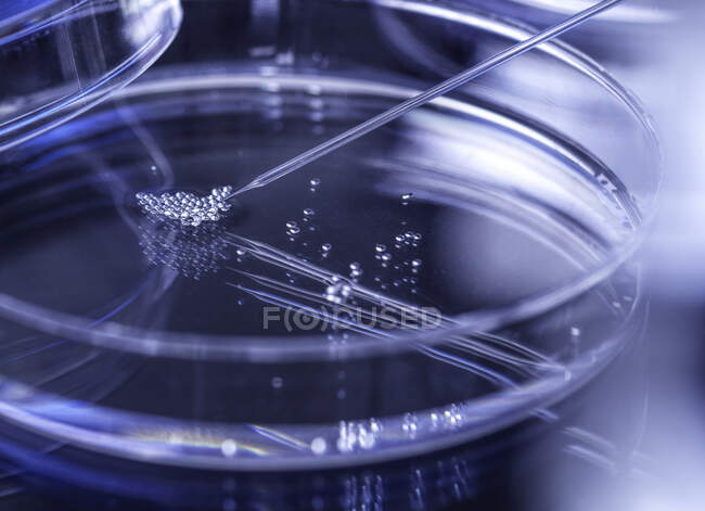 UK, Buckinghamshire, High Wycombe, Close-up of petri dish and pipette — Stock Photo
