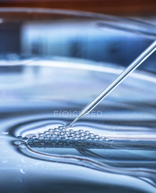 UK, Buckinghamshire, High Wycombe, Close-up of petri dish and pipette — стокове фото