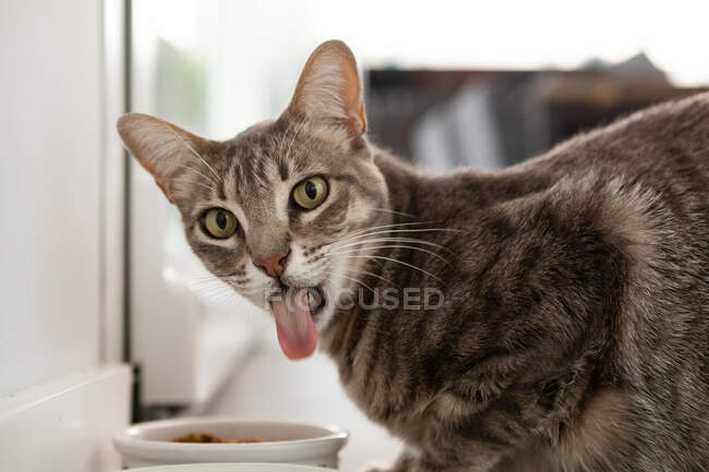 Portugal, Lisbon, Portrait of cat sticking out tongue — Stock Photo