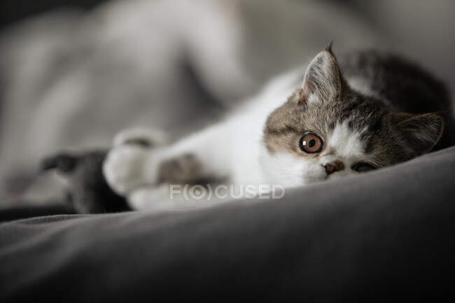 Portugal, Lissabon, schwarz-weißes Kätzchen liegt auf dem Bett — Stockfoto