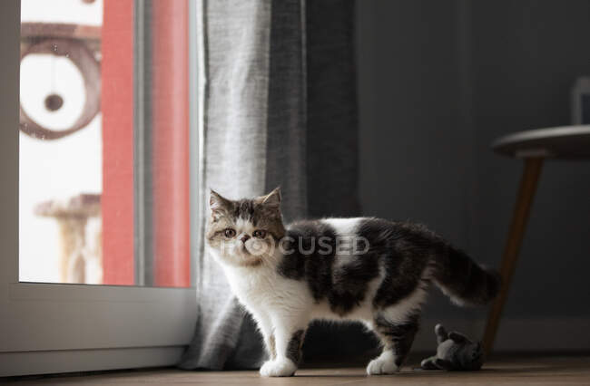 Португалия, Лисбон, черный и белый котенок, стоящий у окна — стоковое фото