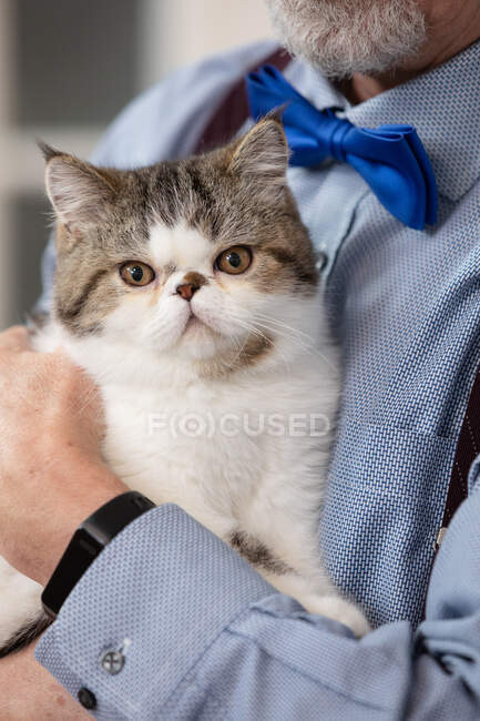 Portugal, Close-up of man holding kitten at home — Stock Photo