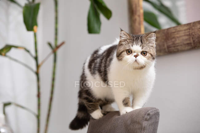 Portugal, Portrait of kitten balancing on chair — Stock Photo