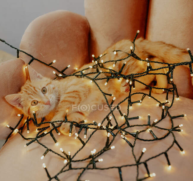 Eine Katze mit roter Fliege. Weihnachtlicher Hintergrund — Stockfoto