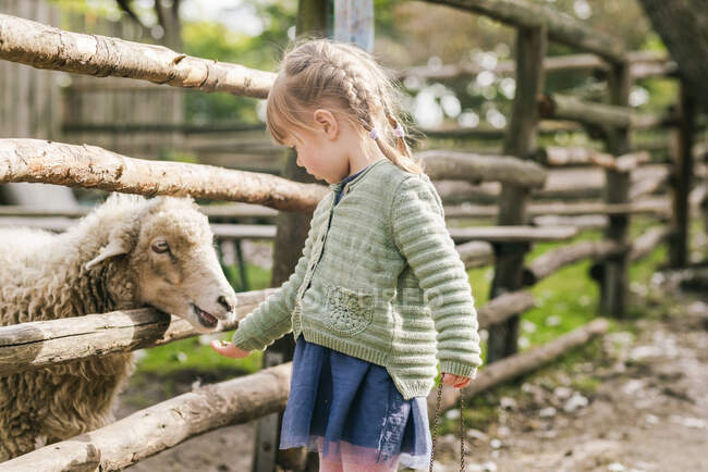 Девушка кормит овец, вид вблизи — стоковое фото