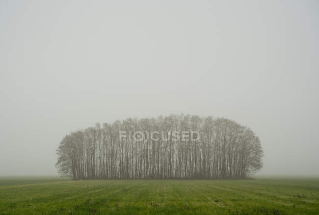 Netherlands, Noord-Brabant, Oosterhout, Bare trees in field on foggy day — Stock Photo