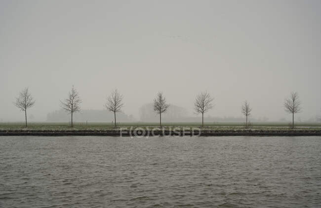 Нидерланды, Утрехт, Т-Гой, Роща голых деревьев и река в туманный день — стоковое фото