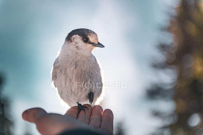 Canada, British Columbia, Bird perching on male hand — Stock Photo