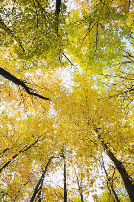 Arbres jaunes d'automne vus de dessous — Photo de stock