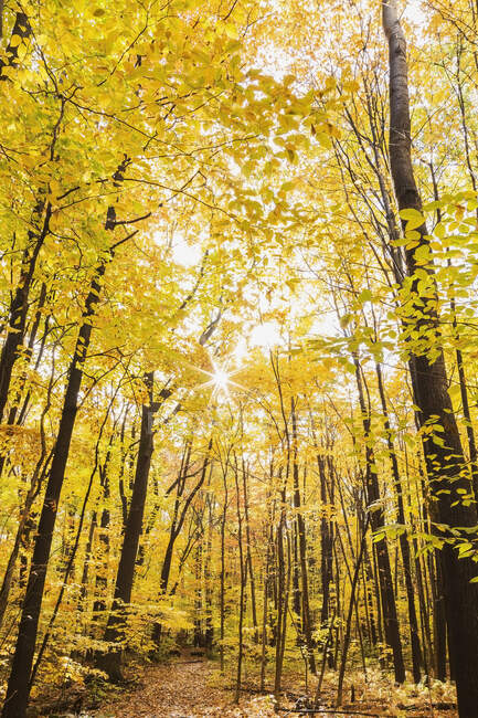 Automne arbres jaunes dans le parc — Photo de stock