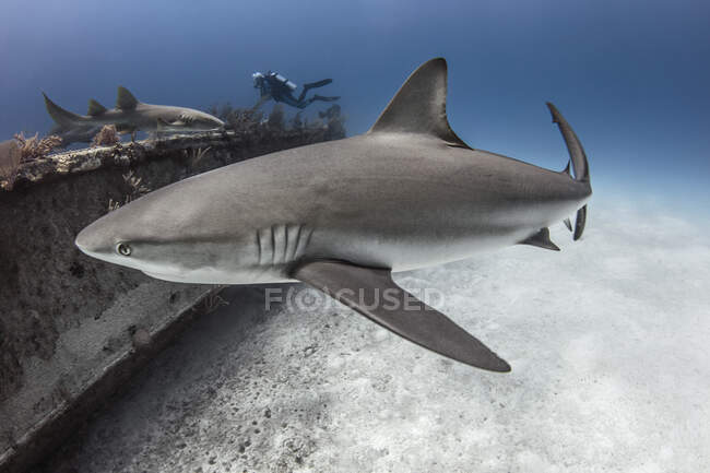 Bahamas, Nassau, Vista submarina del tiburón - foto de stock