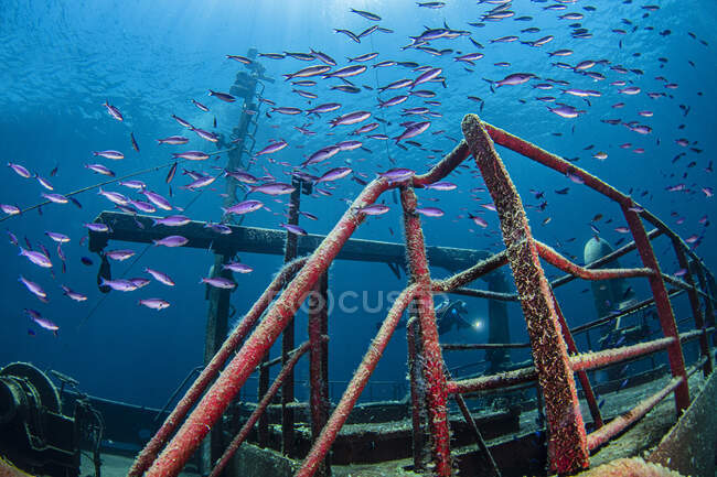 Bahamas, Nassau, Vista submarina de los peces nadando alrededor del naufragio - foto de stock