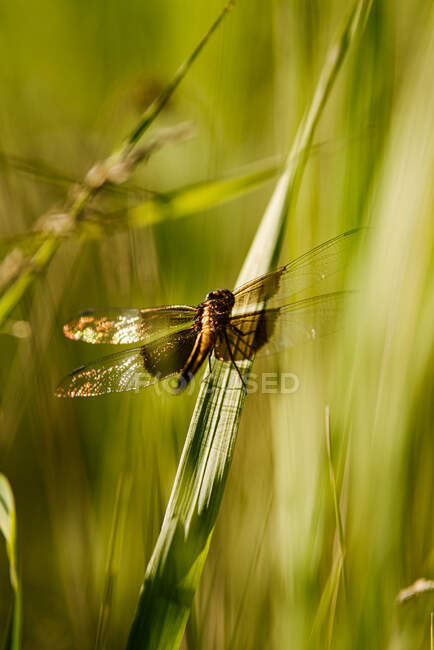 Canada, Ontario, Dragonfly on blade of grass in field — Stock Photo