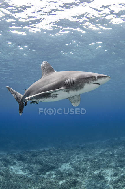 Bahamas, Île Cat, requin océanique nageant sous l'eau — Photo de stock