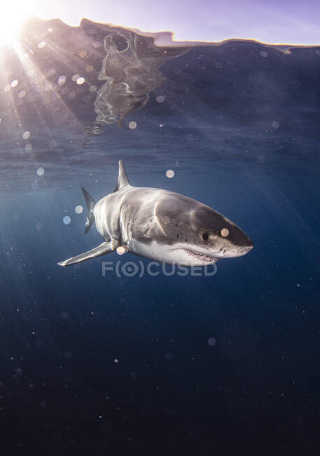 Mexico, Guadalupe Island, Great white shark (Carcharodon carcharias) underwater — Stock Photo