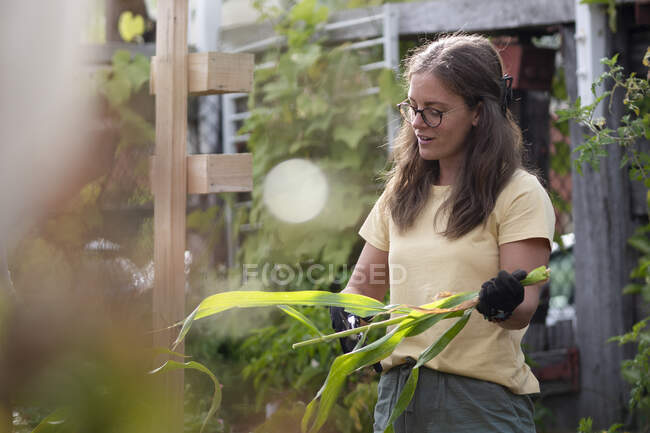 Australia, Melbourne, Mujer trabajando en el jardín comunitario - foto de stock