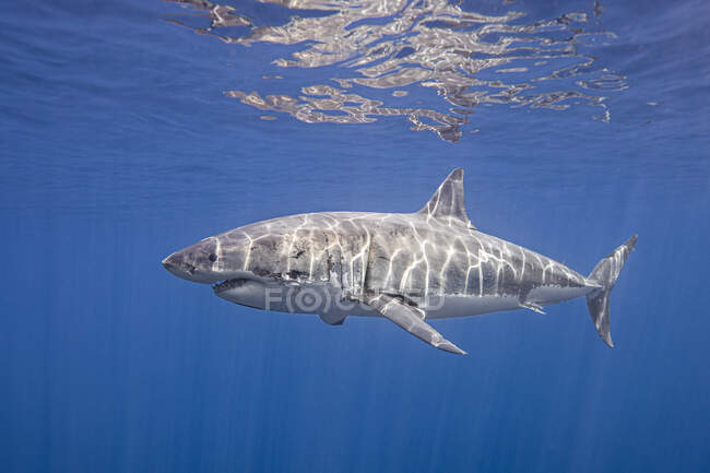 México, Isla de Guadalupe, Gran tiburón blanco bajo el agua - foto de stock