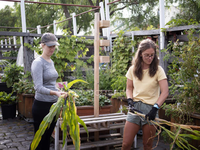 Austrália, Melbourne, Duas mulheres trabalhando no jardim comunitário — Fotografia de Stock
