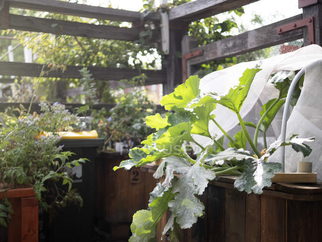 Australie, Melbourne, Feuilles de légumes poussant dans un jardin communautaire — Photo de stock