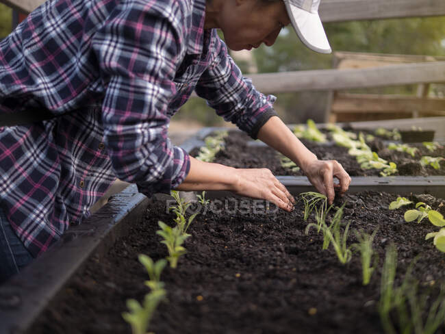 Australia, Melbourne, Mujer plantando plántulas en el jardín comunitario - foto de stock