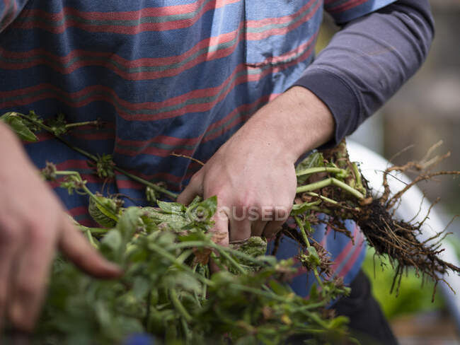Australien, Melbourne, Nahaufnahme von Menschenhänden, die Pflanzen halten — Stockfoto