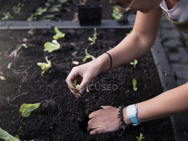 Australien, Melbourne, Nahaufnahme einer Frau beim Pflanzen von Setzlingen im Gemeinschaftsgarten — Stockfoto