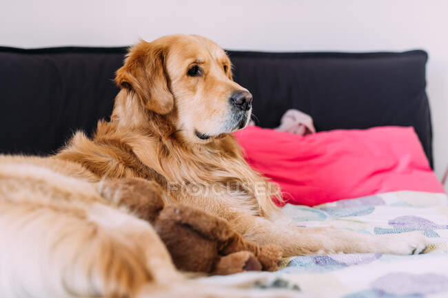 Italy, Dog relaxing on bed — Stock Photo