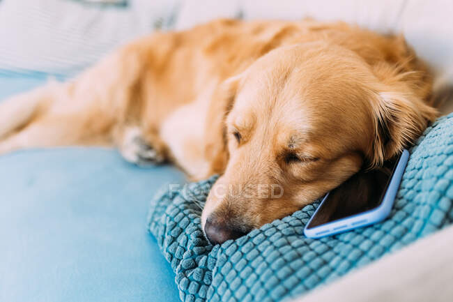 Italy, Dog relaxing on sofa — Stock Photo