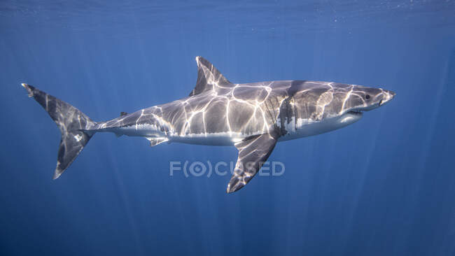 Mexique, Île de Guadalupe, Grand requin blanc sous-marin — Photo de stock