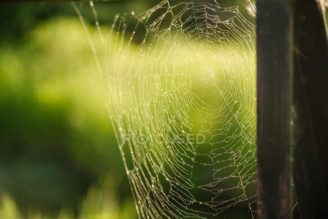 Canada, Ontario, Spiderweb in green field — Stock Photo