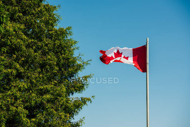 Kanada, Ontario, kanadische Flagge gegen klaren Himmel und Baum — Stockfoto