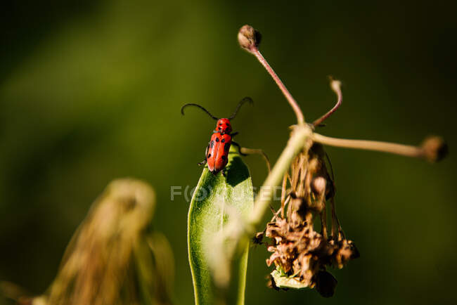 Canada, Ontario, Red bug on leaf - foto de stock
