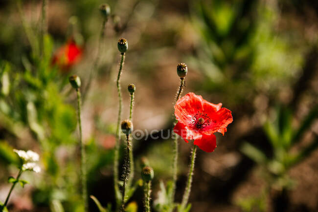 Canada, Ontario, Red poppies growing in field — Stock Photo