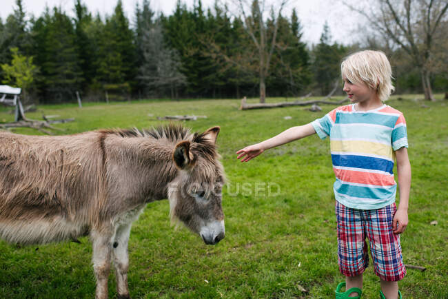 Canada, Ontario, Kingston, Garçon avec âne dans le champ — Photo de stock