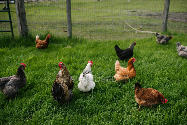 Canada, Ontario, Kingston, Chickens in grassy field — Stock Photo