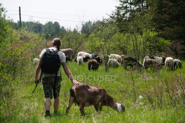Канада, Онтаріо, Кінгстон, вид людини, що ходить з козою та вівцями на полі. — стокове фото