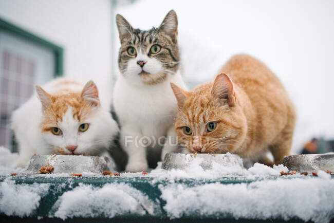 Canadá, Ontário, Três gatos comendo de tigelas na neve — Fotografia de Stock