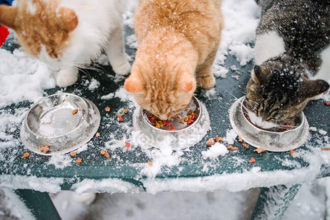 Canadá, Ontario, Tres gatos comiendo de cuencos en la nieve - foto de stock