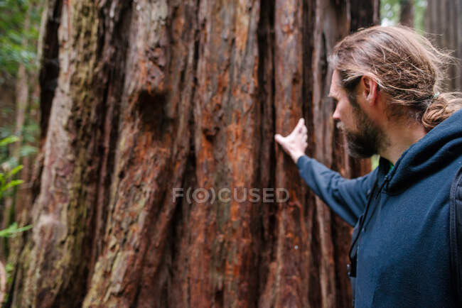USA, California, San Francisco, Uomo che tocca un grosso tronco d'albero — Foto stock
