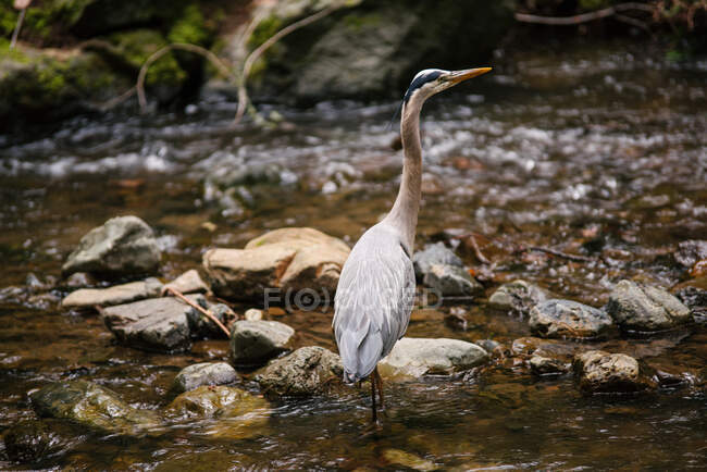 USA, California, San Francisco, Heron in rocky creek — Stock Photo