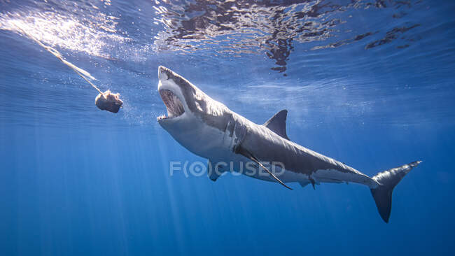 México, Ilha de Guadalupe, Grande tubarão branco subaquático — Fotografia de Stock