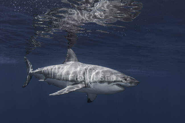 México, Isla de Guadalupe, Gran tiburón blanco bajo el agua - foto de stock